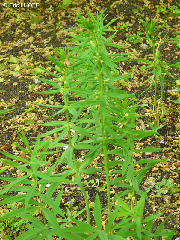 Asparagaceae - Polygonatum verticillatum - Sceau de Salomon verticillé