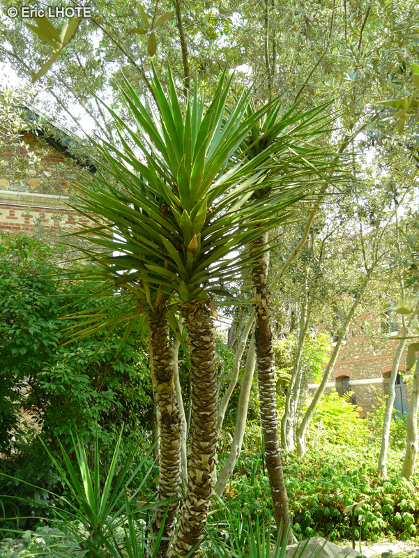 Asparagaceae - Yucca aloifolia - Yucca à feuille d’aloès