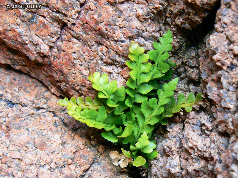 Aspleniaceae - Asplenium marinum - Doradille marine, Asplénium marin