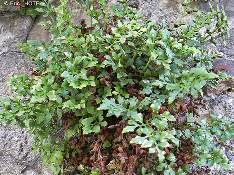 Aspleniaceae - Asplenium ruta muraria - Rue des murailles, Doradille des murailles