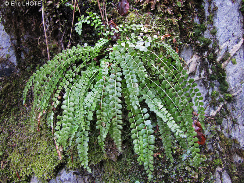 Aspleniaceae - Asplenium viride - Doradille verte, Asplénium vert