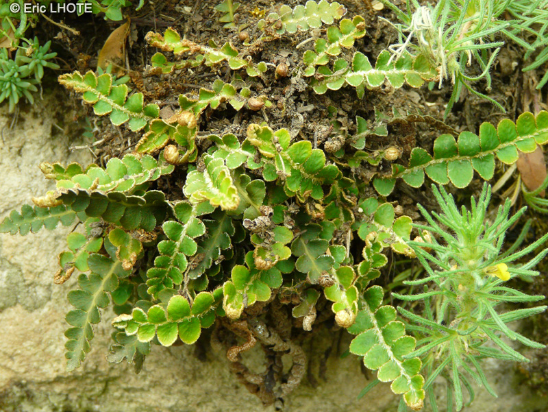 Aspleniaceae - Ceterach officinarum - Ceterach officinale