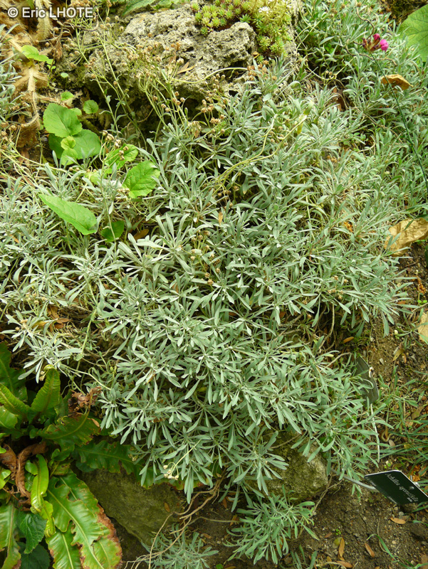 Asteraceae - Achillea ageratifolia - Achillée feuilles d’ageratum