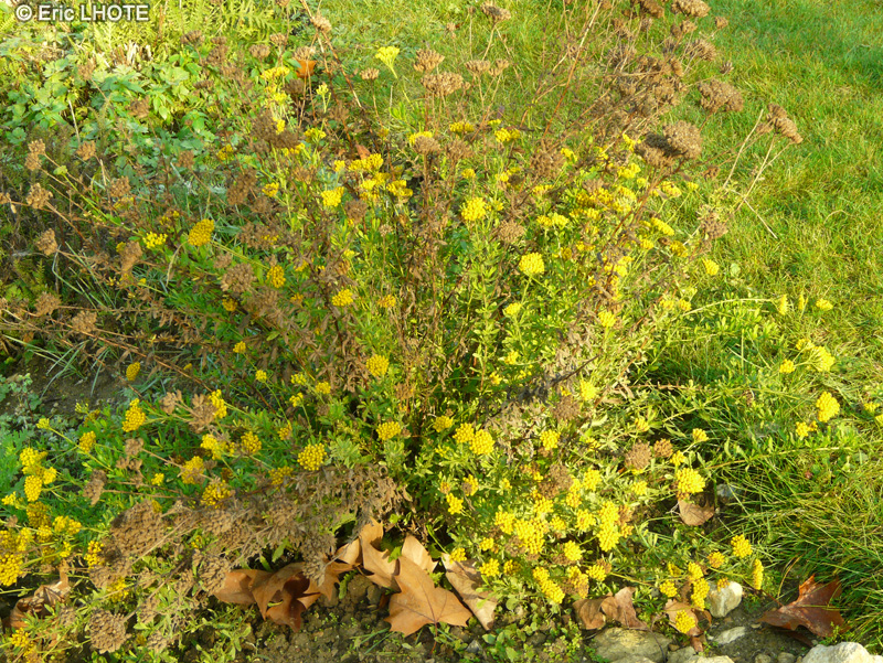 Asteraceae - Achillea ageratum, Achillea decolorans - Achillée agératum, Achillée à feuilles d’Ageratum, Achillée visqueuse, Eupatoire de Mésué