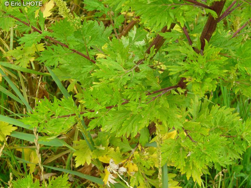  - Ambrosia artemisiifolia - 