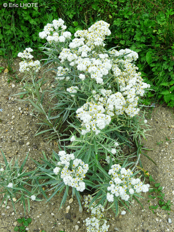 Asteraceae - Anaphalis margaritacea - Immortelle blanche