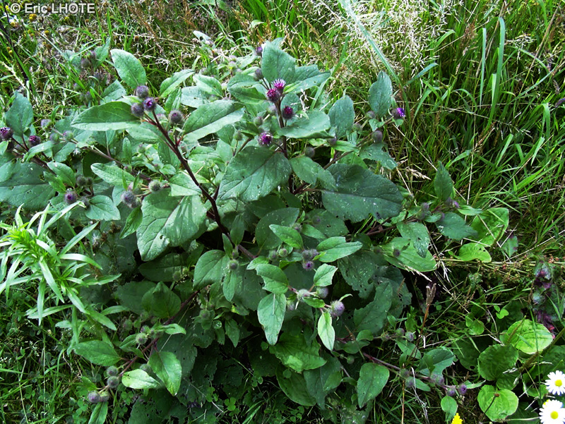 Asteraceae - Arctium tomentosum - Bardane tomenteuse