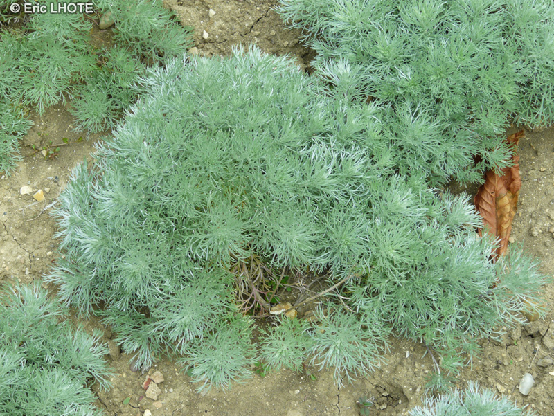 Asteraceae - Artemisia Schmidtiana Nana - Armoise naine de Schmidt