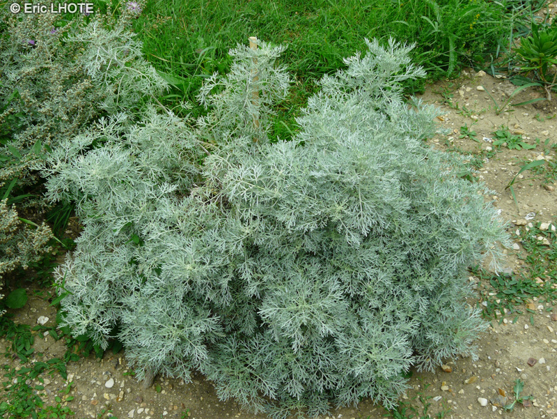 Asteraceae - Artemisia arborescens - Armoise arborescente
