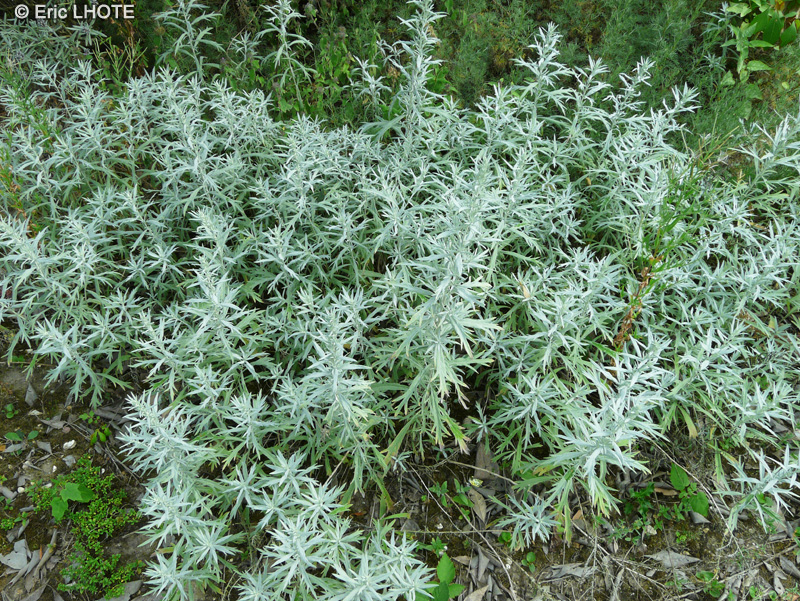 Asteraceae - Artemisia ludoviciana, Artemisia palmeri - Armoise blanche