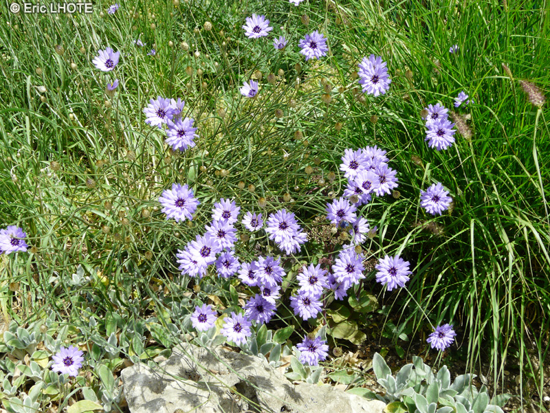 Asteraceae - Catananche caerulea - Cupidone, Catanache bleue, Catanache céruléenne
