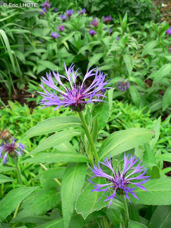 Asteraceae - Centaurea montana - Centaurée des montagnes, Bleuet vivace, Bleuet des montagnes, Jacée des montagnes