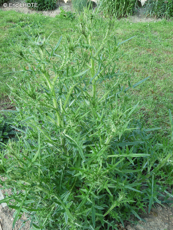 Asteraceae - Cirsium sp. - Cirse