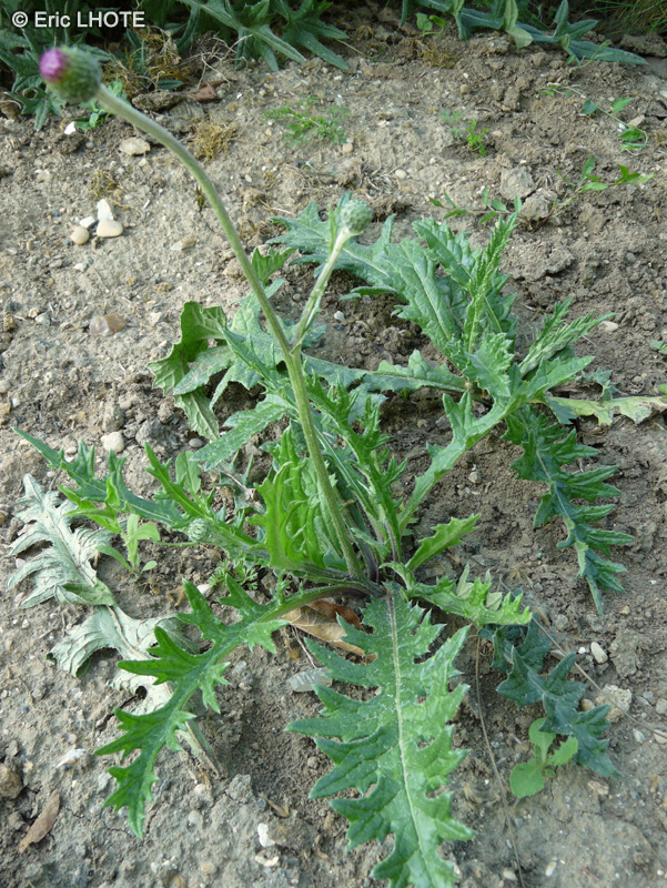 Asteraceae - Cirsium tuberosum - Cirse tubéreux