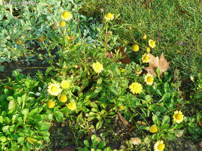 Asteraceae - Coleostephus myconis - Chrysanthème de Mykonos, Coleostephus multicaule