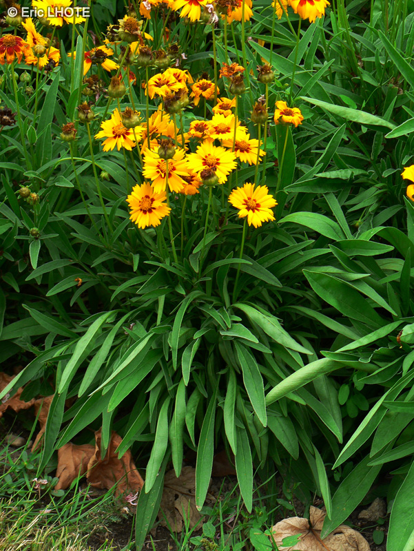 Asteraceae - Coreopsis grandiflora - Coreopsis à grandes fleurs