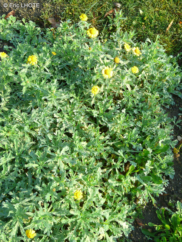  - Glebionis segetum, Chrysanthemum segetum - 