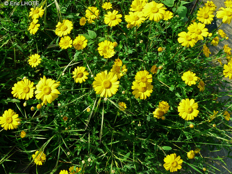 Asteraceae - Glebionis segetum, Chrysanthemum segetum - Chrysanthème des moissons, Chrysanthème des blés, Marguerite dorée