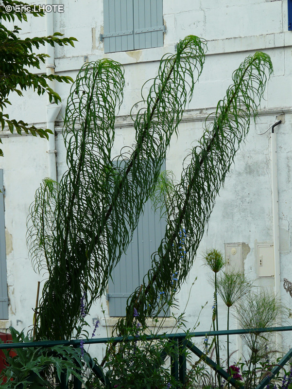 Asteraceae - Helianthus salicifolius - Hélianthe à feuilles de saule, Soleil à feuilles de saules