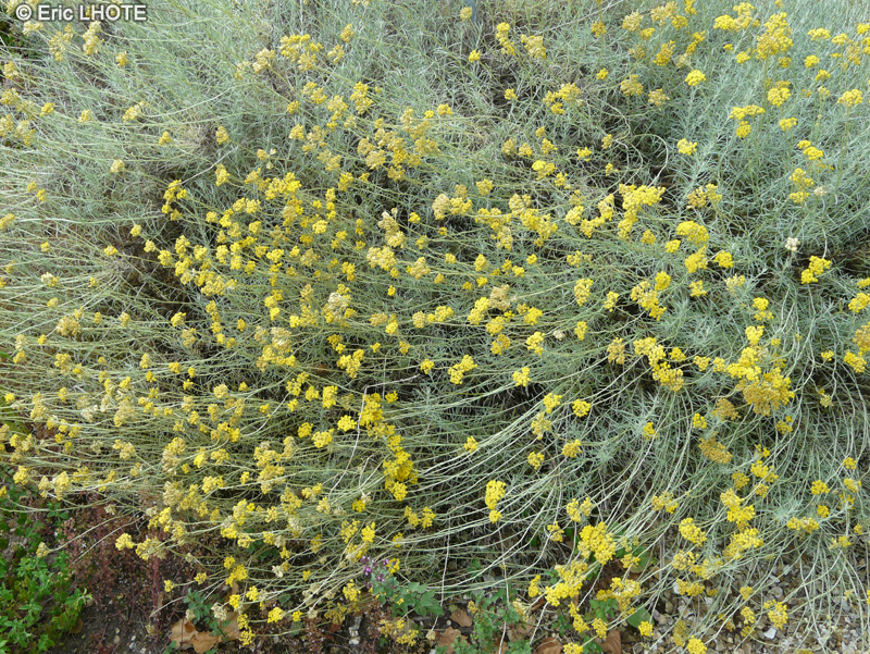 Asteraceae - Helicrysum italicum, Helicrysum angustifolium - Immortelle d’Italie, Hélichryse d’Italie