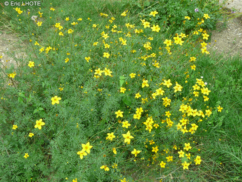 Asteraceae - Heterospermum xanti - Heterospermum