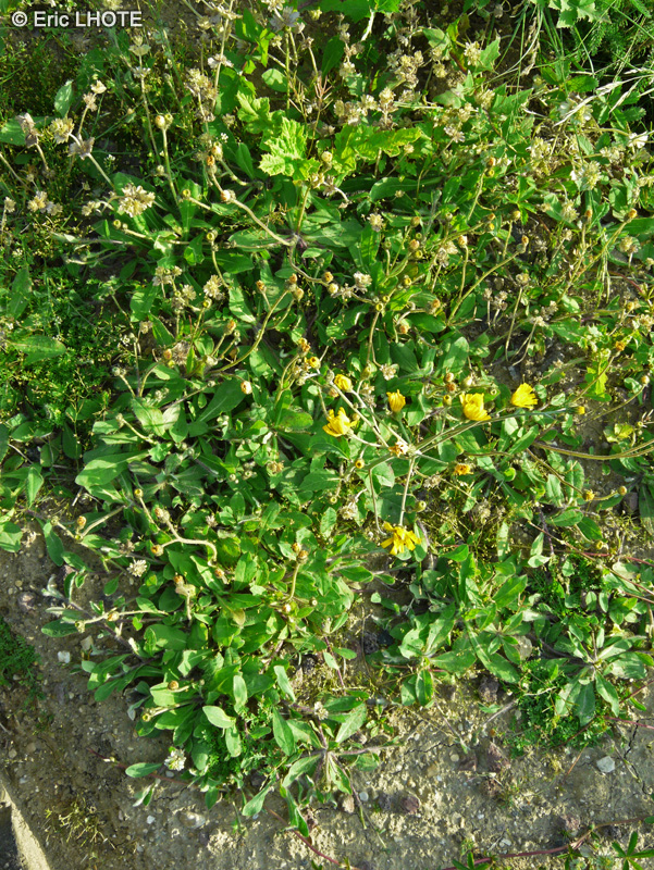 Asteraceae - Hieracium floribundum - Epervière à fleurs nombreuses