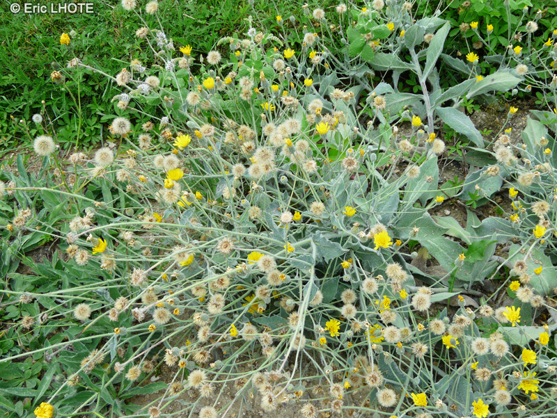 Asteraceae - Hieracium lanatum - Epervière laineuse