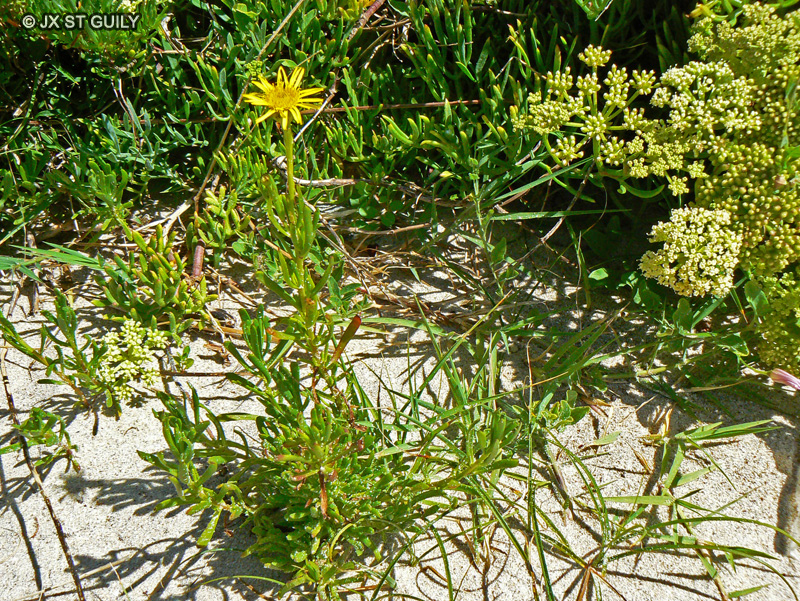 Asteraceae - Inula crithmoides - Inule perce-pierre, Inule faux crithmum