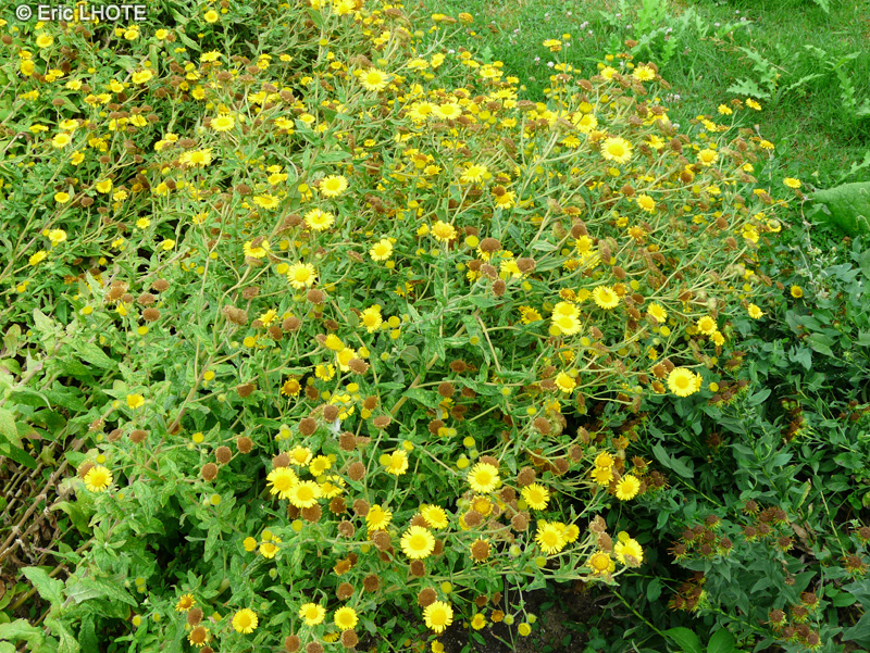 Asteraceae - Inula hirta - Inule hérissée