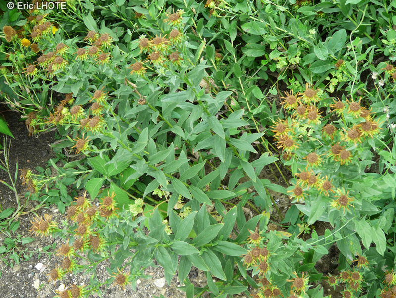 Asteraceae - Inula spiraeifolia - Inule à feuilles de Spirée