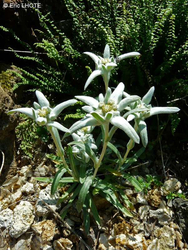 Asteraceae - Leontopodium alpinum - Edelweiss