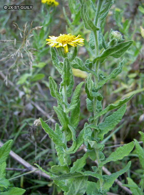 Asteraceae - Pulicaria vulgaris - Pulicaire commune