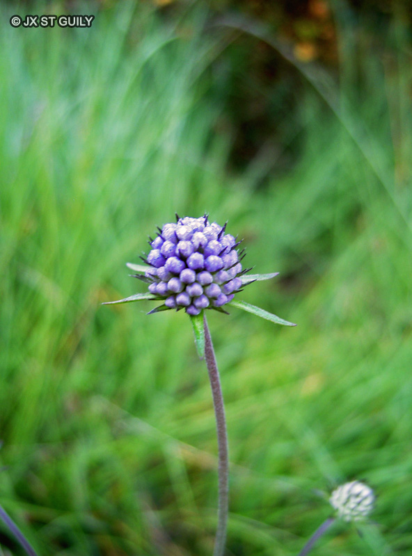Asteraceae - Scabiosa caucasia - Scabieuse