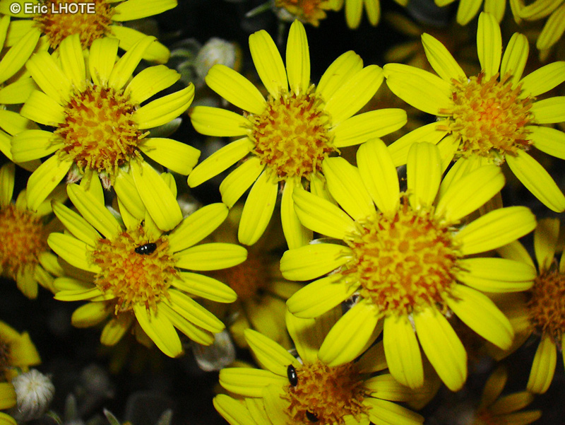 Asteraceae - Senecio Sunshine - Séneçon