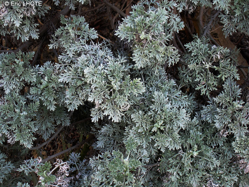 Asteraceae - Senecio cineraria - Cinéraire maritime, Séneçon maritime, Cinéraire argentée