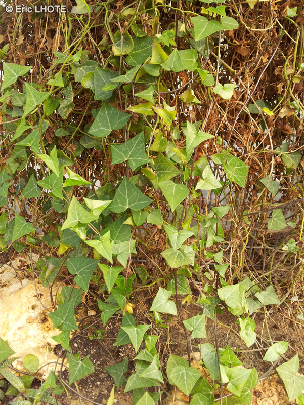 Asteraceae - Senecio macroglossus - Senecio lianescent à feuilles de Lierre