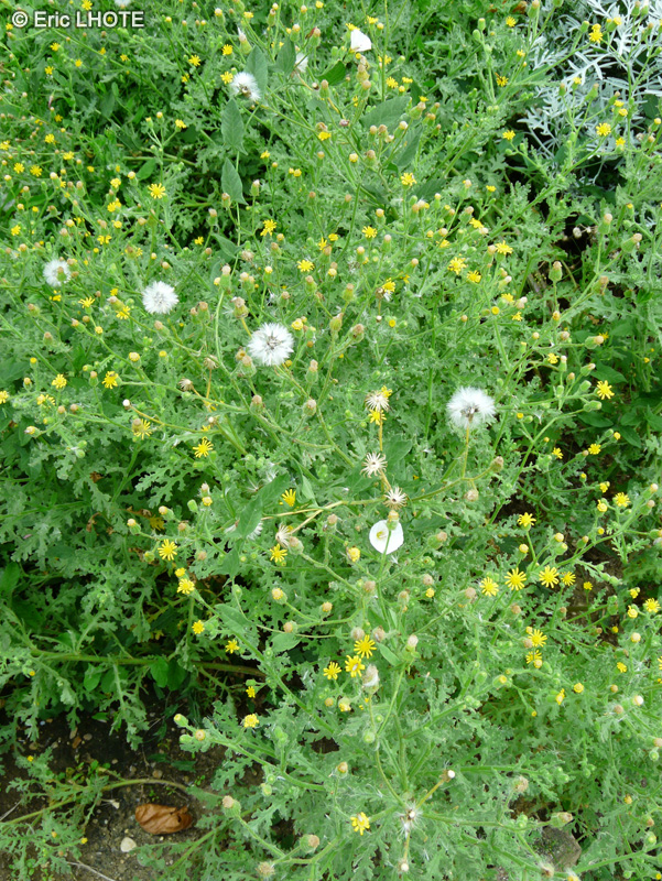 Asteraceae - Senecio viscosus - Séneçon visqueux