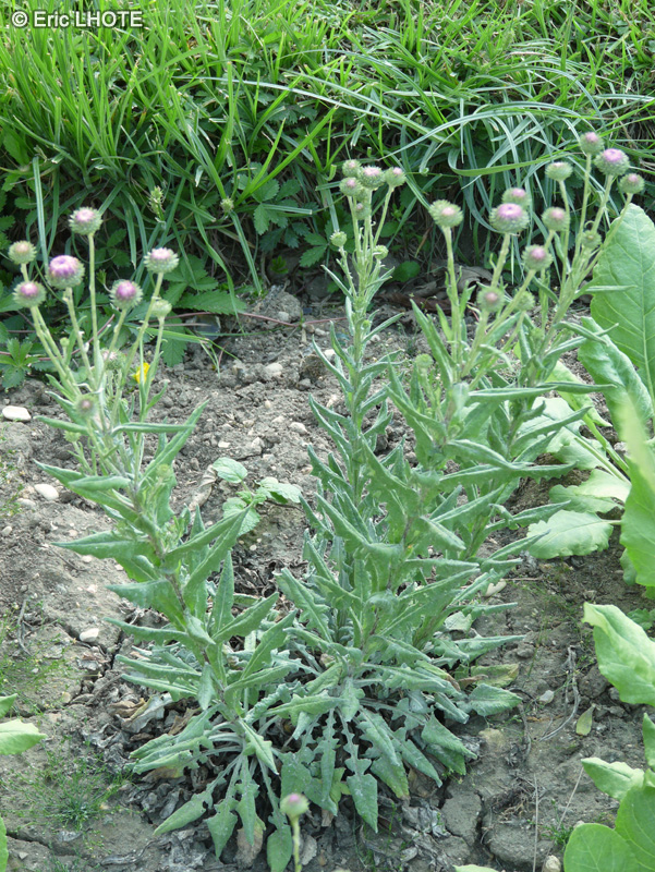 Asteraceae - Stemmacantha centauroides, Leuzea centauroides - Rhapontique fausse centaurée