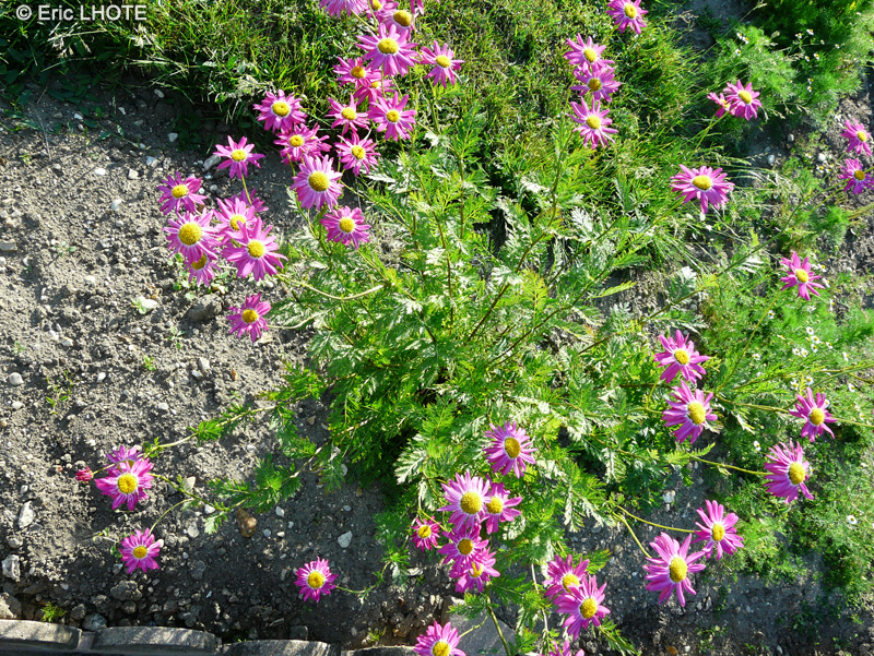 Asteraceae - Tanacetum coccinueum, Chrysanthemum coccineum, Pyrethrum roseum - Pyrèthre rose