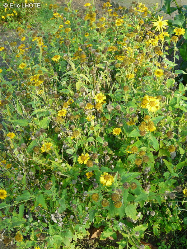 Asteraceae - Verbesina encelioides - Verbesina encelioides