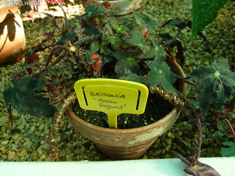 Begoniaceae - Begonia Beauregard - Bégonia