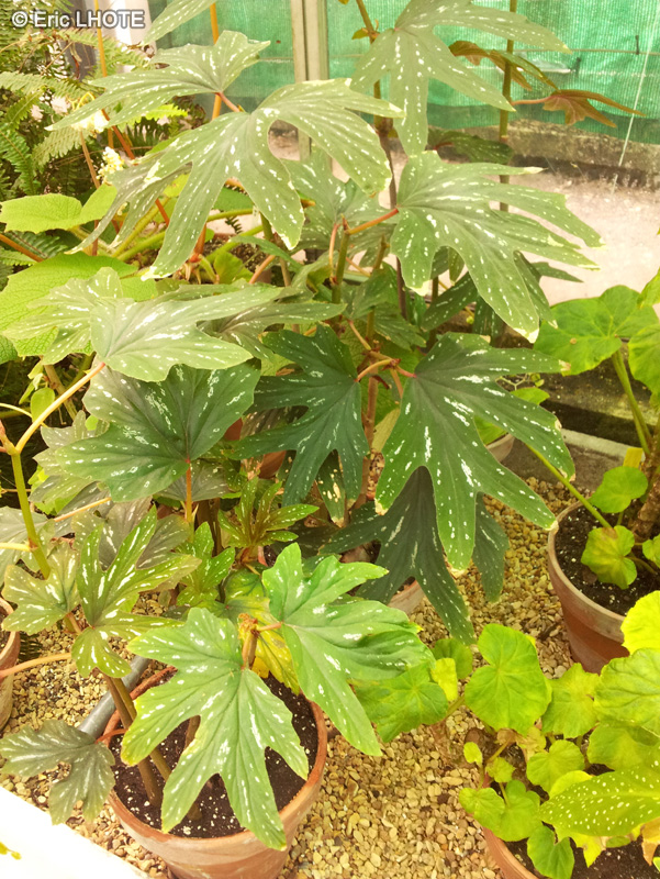 Begoniaceae - Begonia aconitifolia - Bégonia à feuille d’aconit