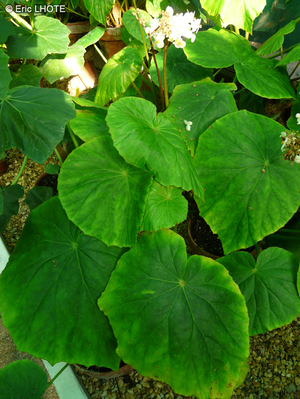 Begoniaceae - Begonia barkeri - Bégonia