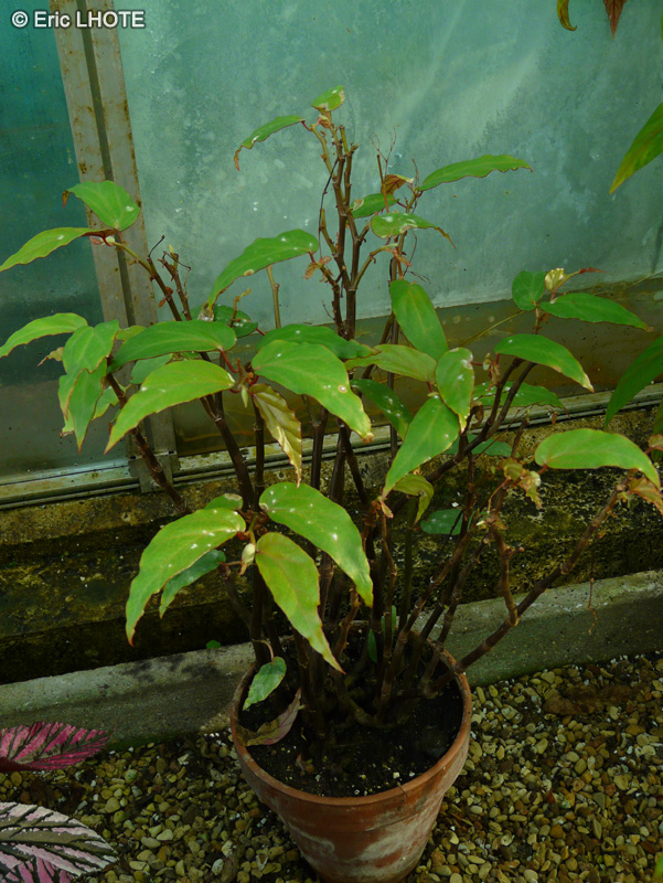 Begoniaceae - Begonia boisiana - Bégonia