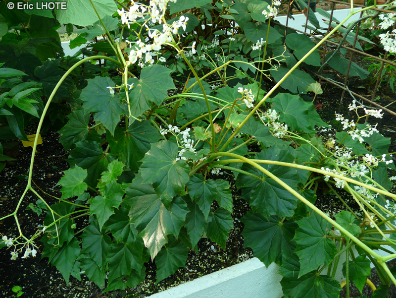 Begoniaceae - Begonia cardiocarpa - Bégonia