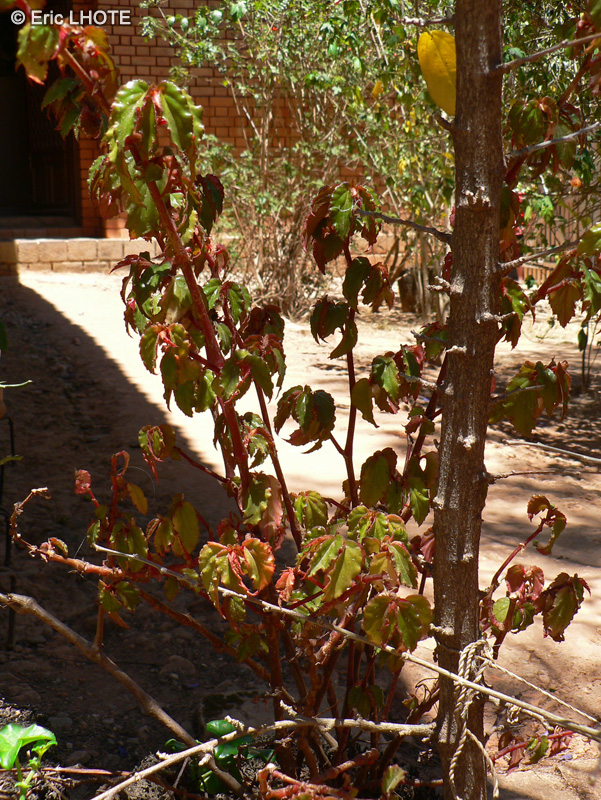 Begoniaceae - Begonia coccinea - Bégonia à tiges bambusiformes