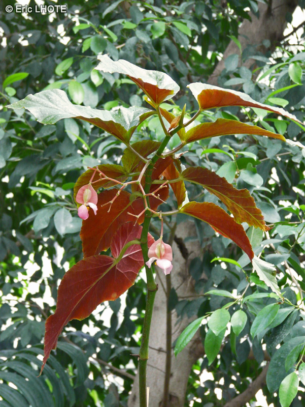 Begoniaceae - Begonia coralina - Bégonia bambou, Bégonia à tiges de Bambou
