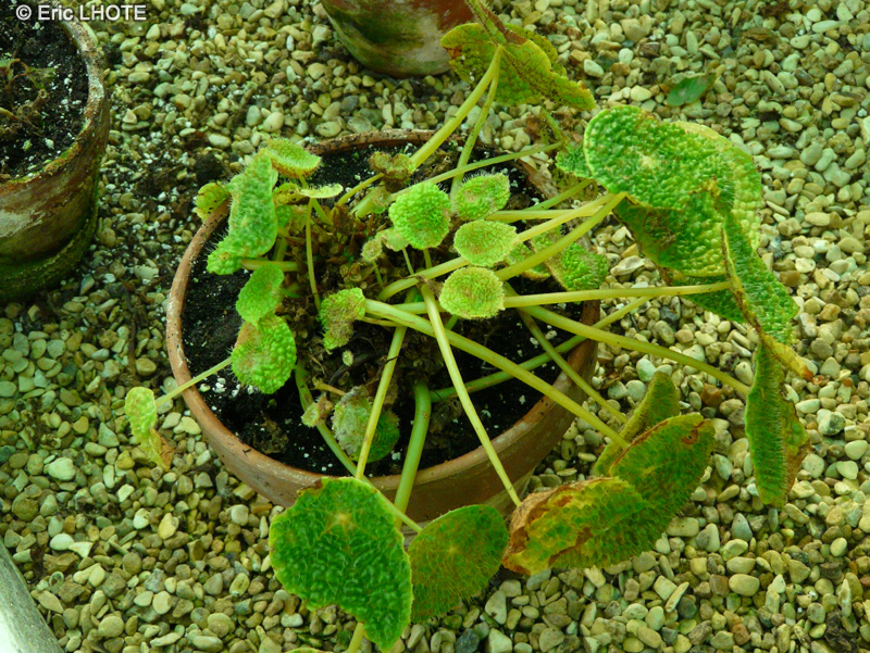 Begoniaceae - Begonia ficicola - Bégonia