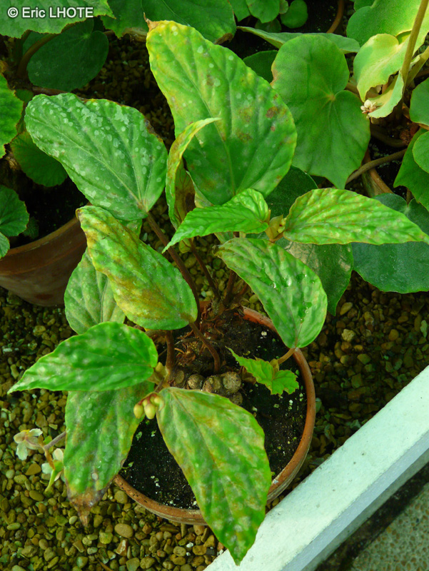 Begoniaceae - Begonia hatacoa - Bégonia