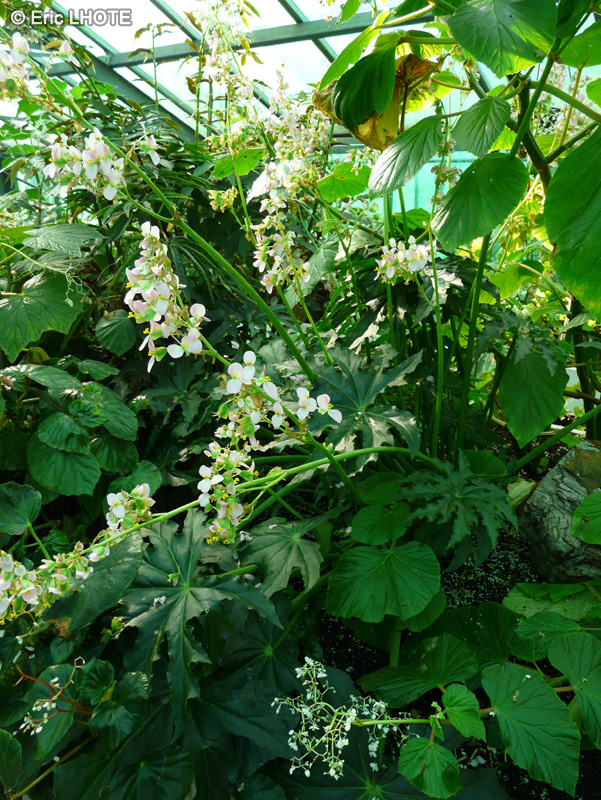 Begoniaceae - Begonia heracleifolia - Bégonia